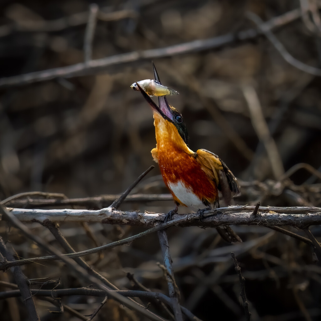 Success-American Pygmy Kingfisher by nicoleweg