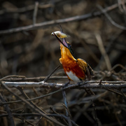 4th Apr 2023 - Success-American Pygmy Kingfisher