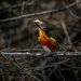 Success-American Pygmy Kingfisher by nicoleweg