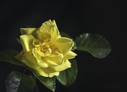3rd Apr 2023 - Sweet Rose