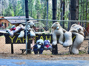 4th Apr 2023 - Tired Old Bears