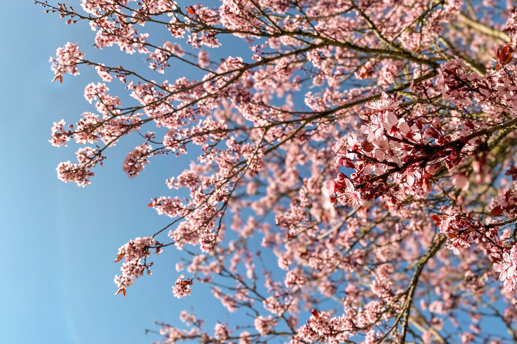 Springtime by tina_mac