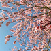 Springtime by tina_mac