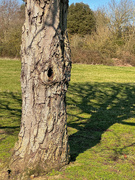 5th Apr 2023 - Tree trunk and shadows