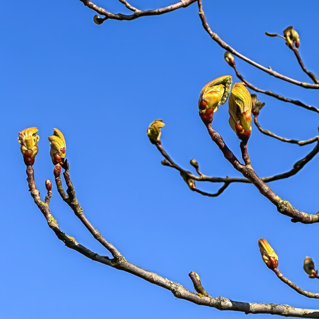 Extras - Sweet Chestnut buds by pamknowler