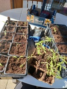 4th Apr 2023 - Baby tomato plants