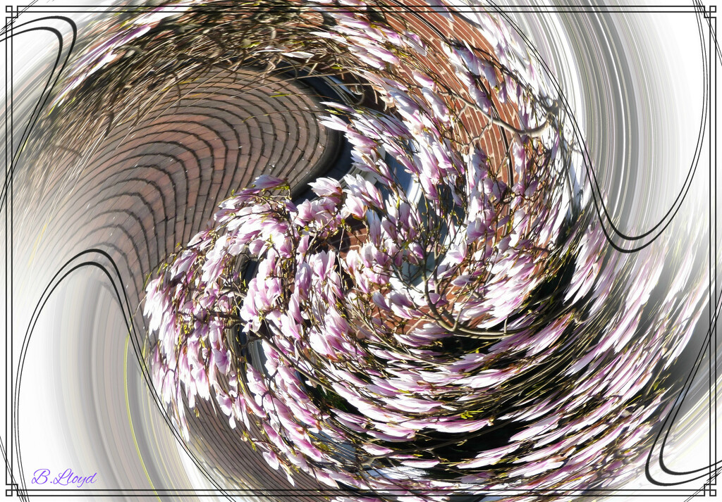 In a twirl. by beryl