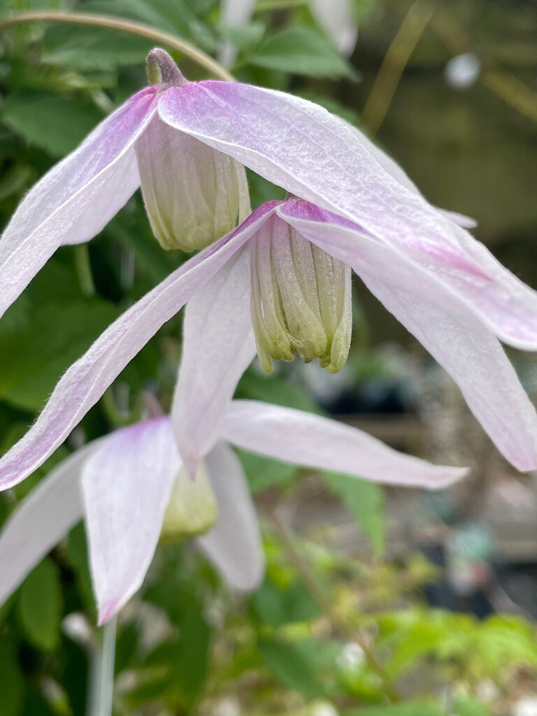 Early Clematis by 365projectmaxine