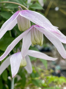 2nd Apr 2023 - Early Clematis