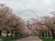 5th Apr 2023 - Sakura