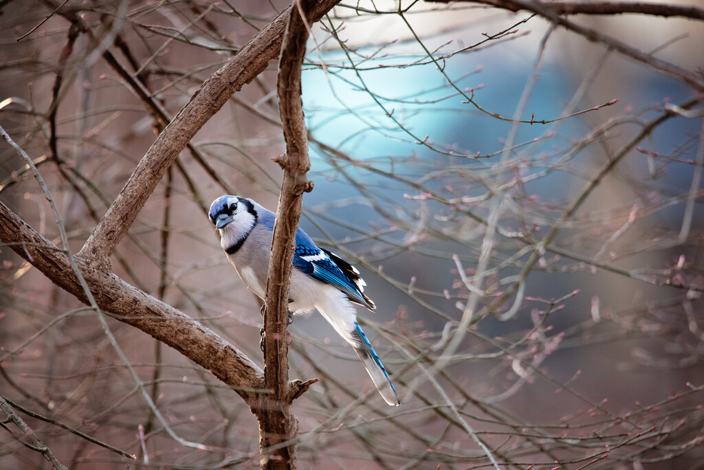 Peek-a-boo Blue Jay by mistyhammond