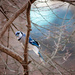Peek-a-boo Blue Jay by mistyhammond