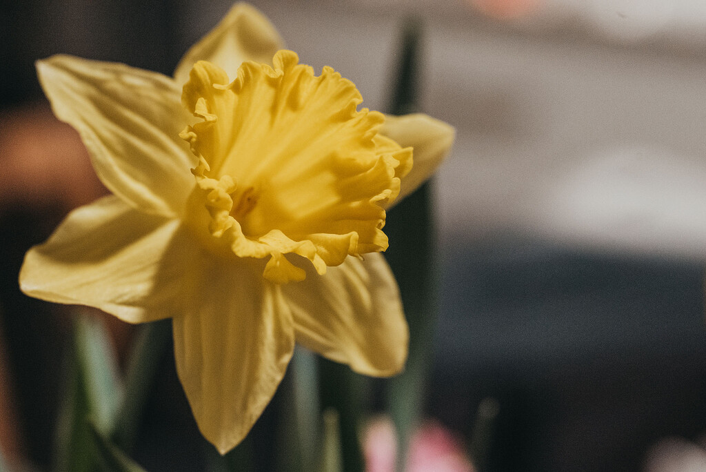 Daffodil  by mistyhammond
