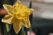 31st Mar 2023 - Daffodil 