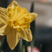 Daffodil  by mistyhammond