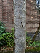 5th Apr 2023 - Strange markings on a tree in the Church garden.