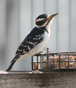 5th Apr 2023 - Downy Woodpecker