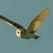 2023-04-03 Barn Owl by padlock