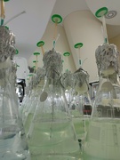6th Mar 2023 - A forest in the lab