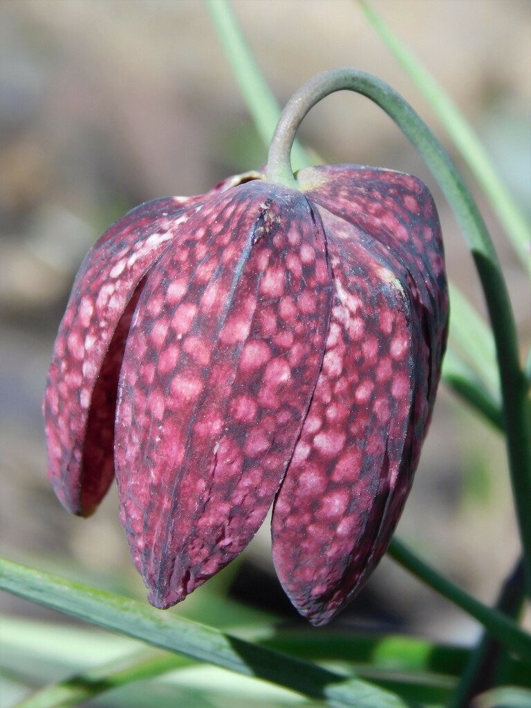 Snakes Head Fritillary by 365anne