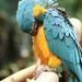 Macaw  by randy23