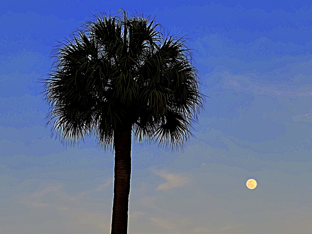 Silvery moon and Palmetto, the state tree of South Carolina by congaree
