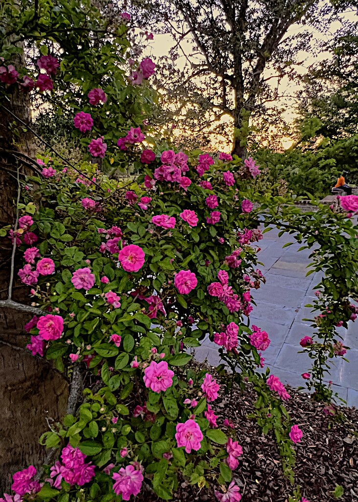 Enchanting rose garden by congaree