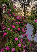 5th Apr 2023 - Enchanting rose garden