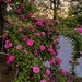 Enchanting rose garden by congaree