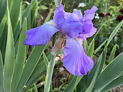 5th Apr 2023 - Irises are beginning to bloom in our gardens, early this year as is everything else!
