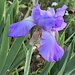Irises are beginning to bloom in our gardens, early this year as is everything else! by congaree