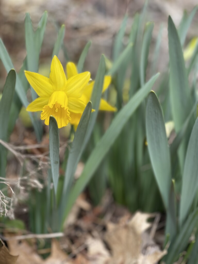 Wild Daffodil (2) by green_eyes