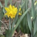 Wild Daffodil (2) by green_eyes