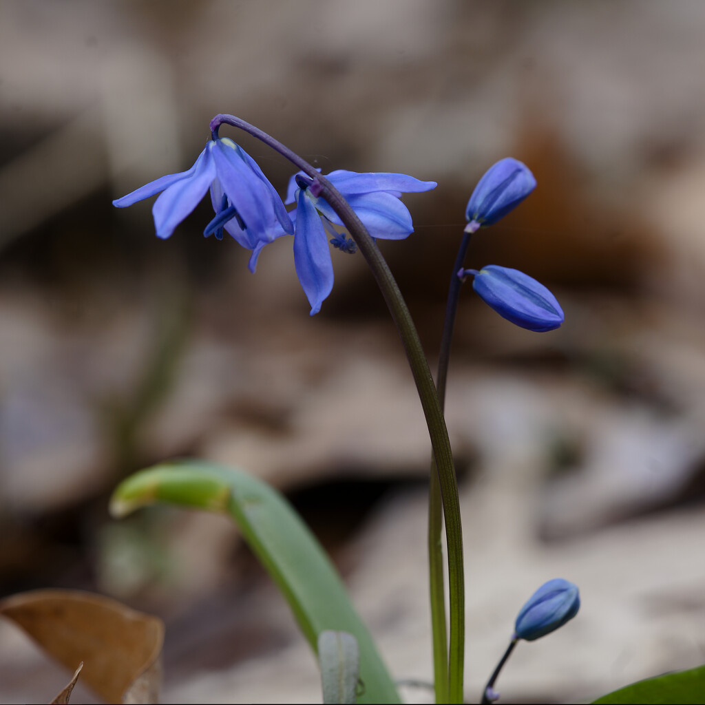 Siberian squill  by rminer