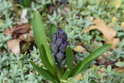 4th Apr 2023 - Coming up Hyacinths