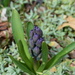 Coming up Hyacinths by lisab514