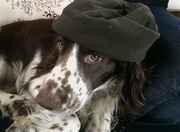 6th Apr 2023 - Dad insisted I wear a hat I’m not happy