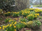5th Apr 2023 - Haddo daffodils 