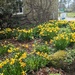 Haddo daffodils  by sarah19