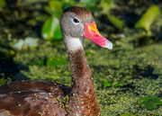 5th Apr 2023 - Close-up of a Whistling Duck