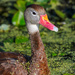 Close-up of a Whistling Duck by photographycrazy