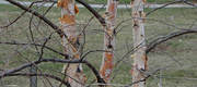 5th Apr 2023 - Patterns and color in the bark