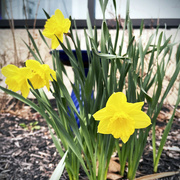 2nd Apr 2023 - Wasson Way Daffodils