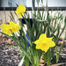 Wasson Way Daffodils by yogiw