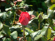 5th Apr 2023 - Red Rose 