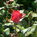 Red Rose  by sfeldphotos