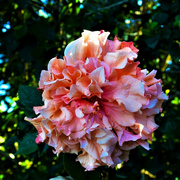 6th Apr 2023 - A Frilled Beauty ~