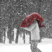 Snow Stranger by linnypinny
