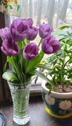 5th Apr 2023 - My Tulips 