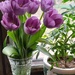 My Tulips  by julie
